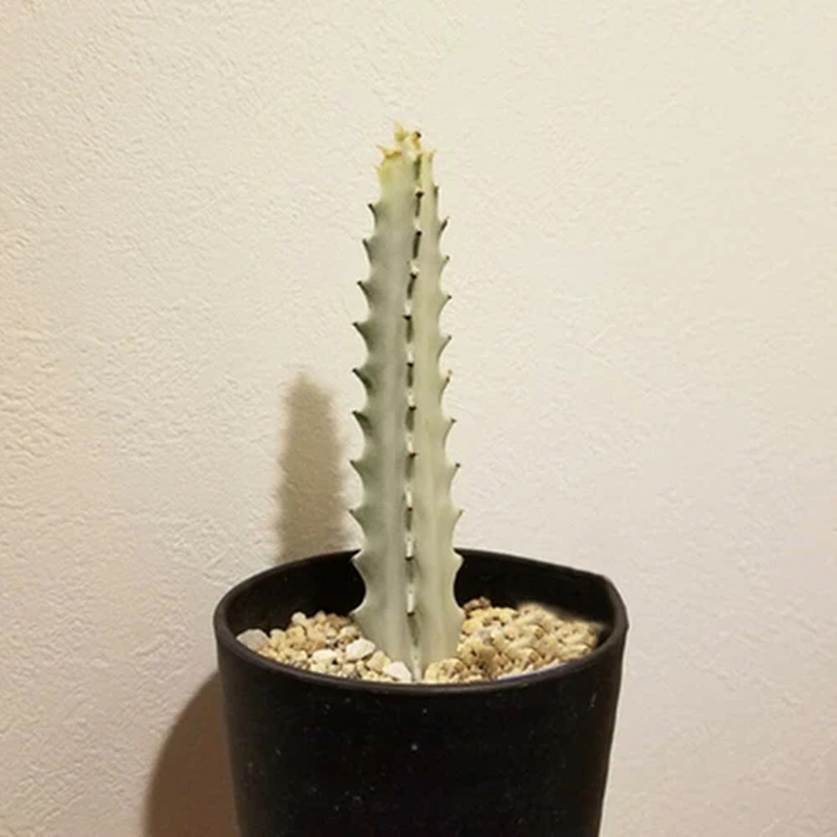 12CM Succulent Cactus Plant Euphorbia Trigona White Variegated Cactaceae Plant