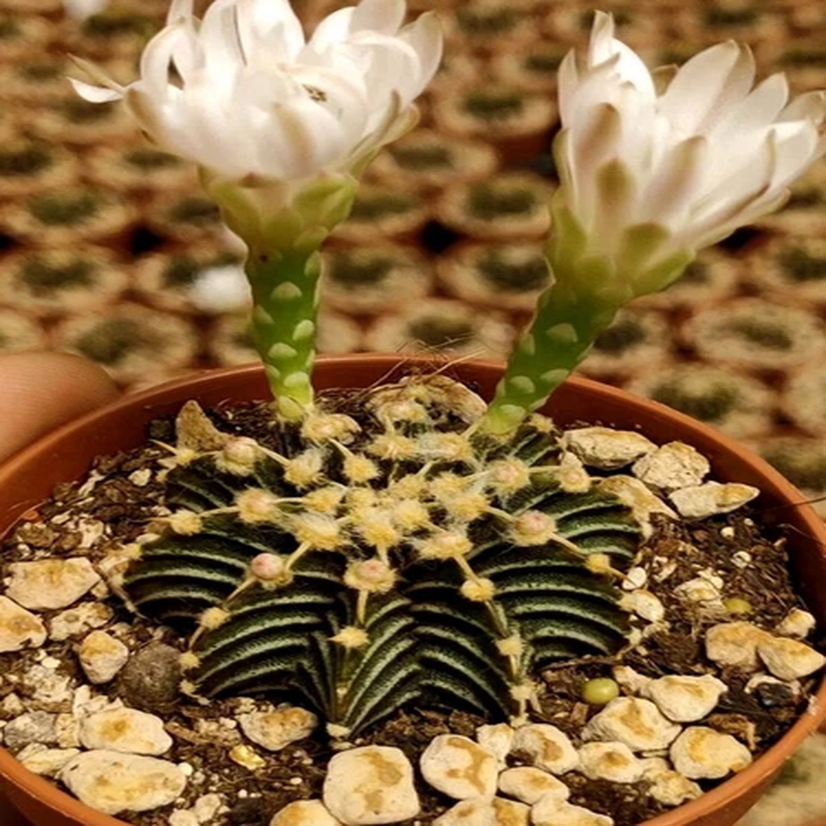 1x Gymnocalycium friedrichii lb 2178 fresh water, 3cm PLANT SIZE
