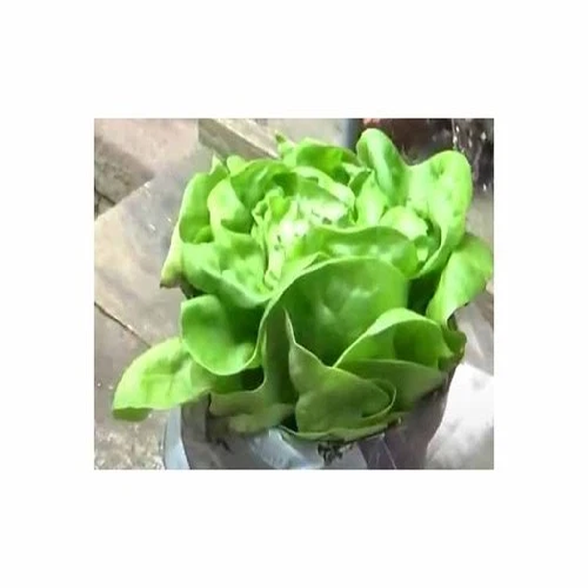 200 Pills Lettuce Pill Seed Attractie Garden Plants - Seeds F-S318