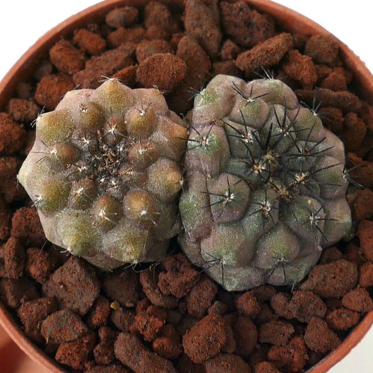TWO Copiapoa cinerea x hypogaea HYBRIDS