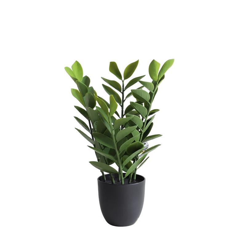 Zamioculcas