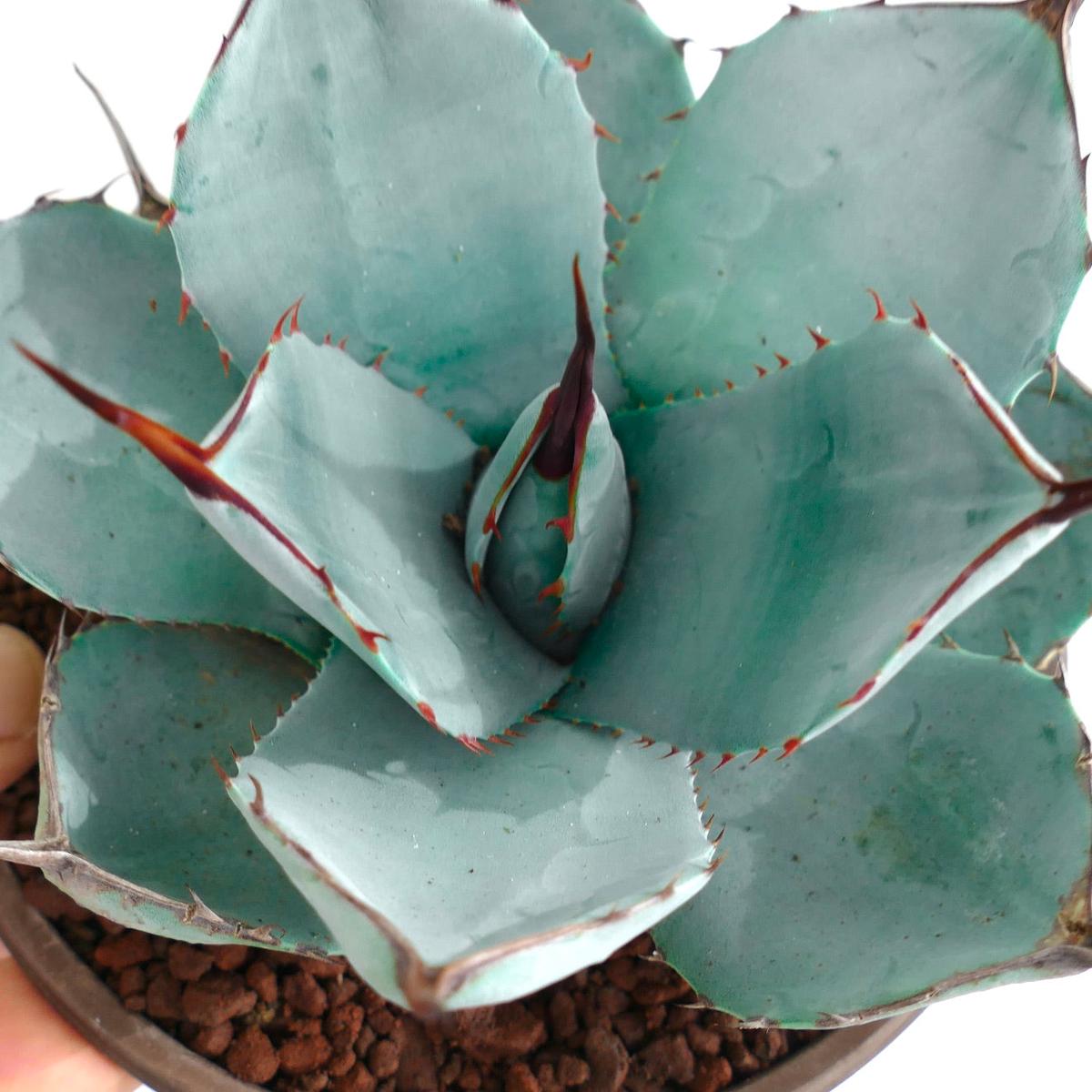Agave parryi cv. BLUE Huntington