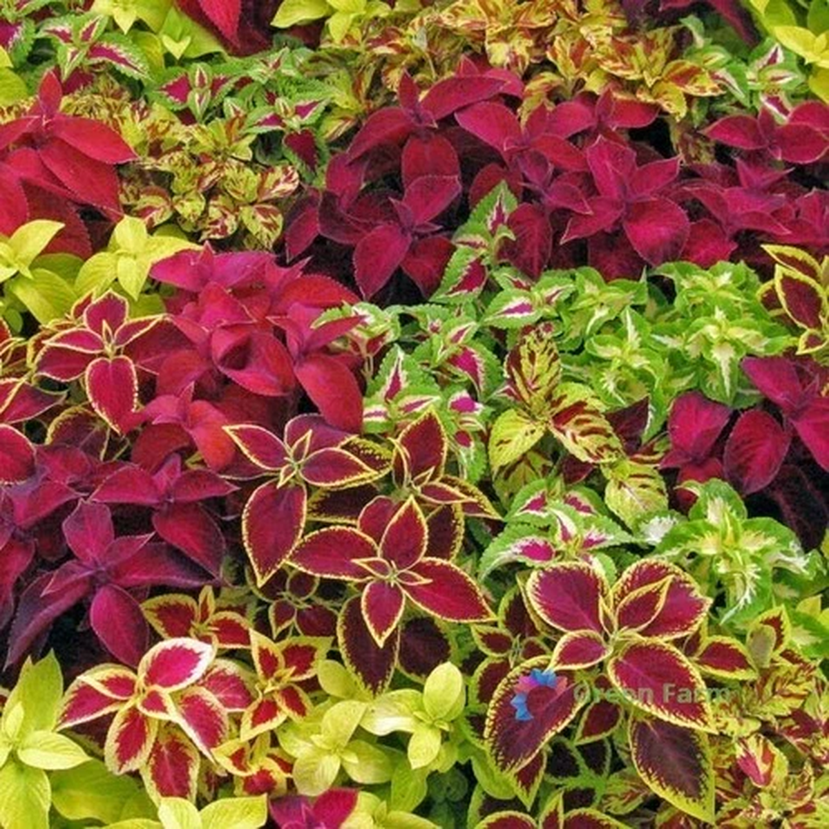 200 Seeds Mixed Coleus Perennial Herbal Home Indoor Garden Ornamental Plants