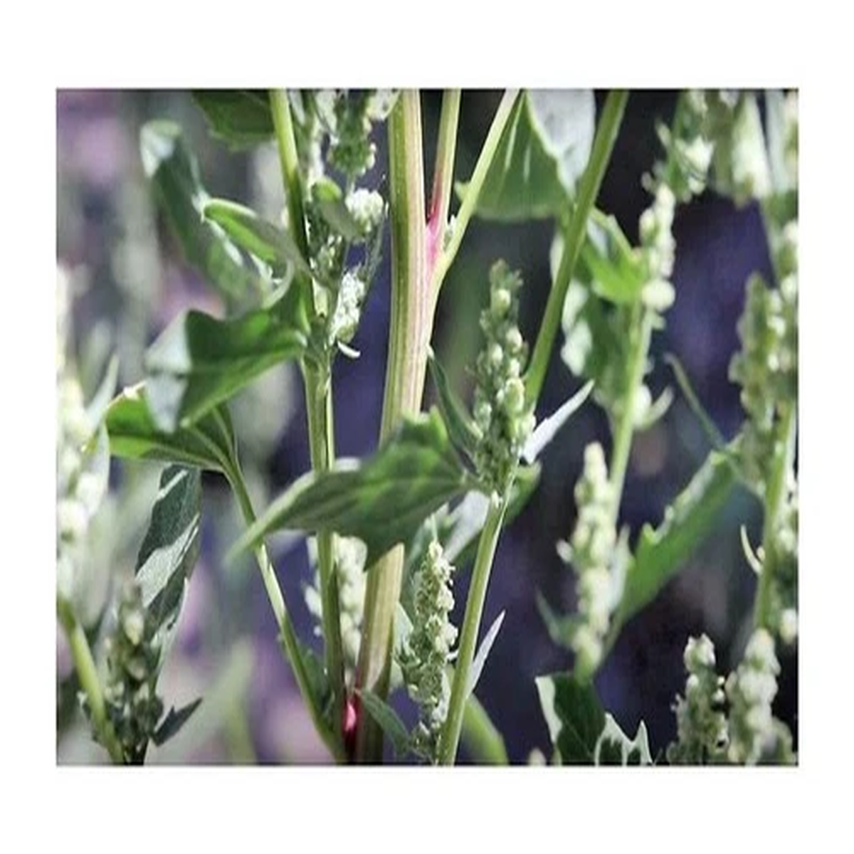 30x Chenopodium album White Goosefoot Vegetable Plants - Seeds ID282