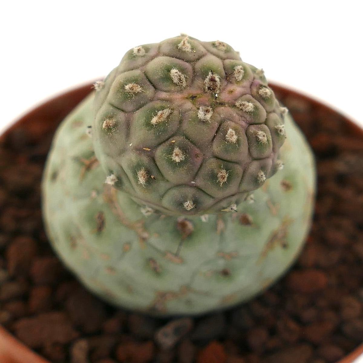Tephrocactus geometricus TWO BALLS AG3