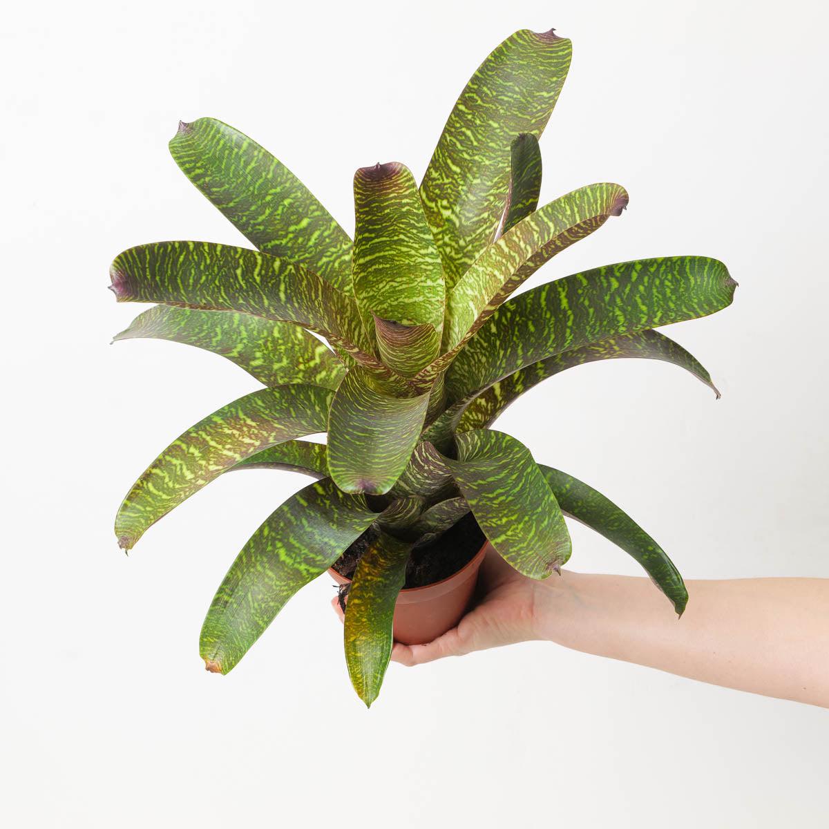 Vriesea sp. 8