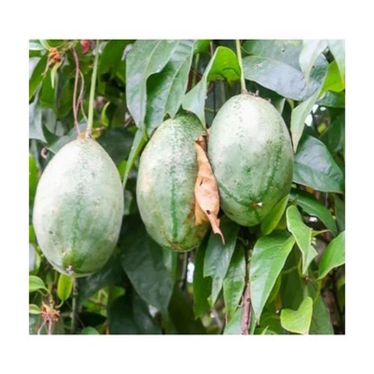 10x Passiflora popenovii Perfect Passion Fruit Garden Plants - Seeds ID1495
