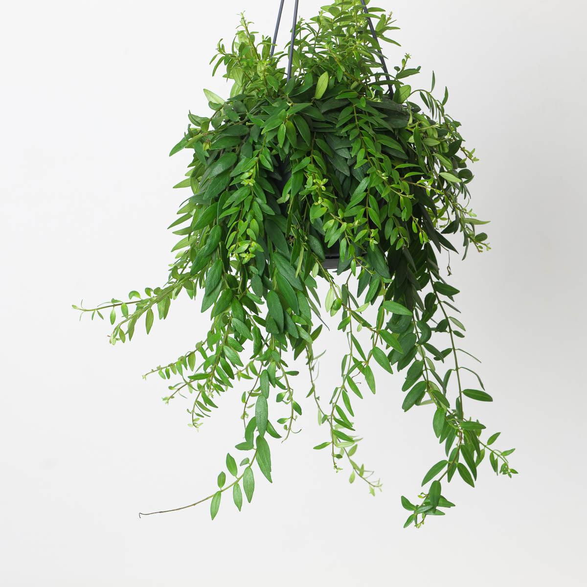 Aeschynanthus japhrolepis