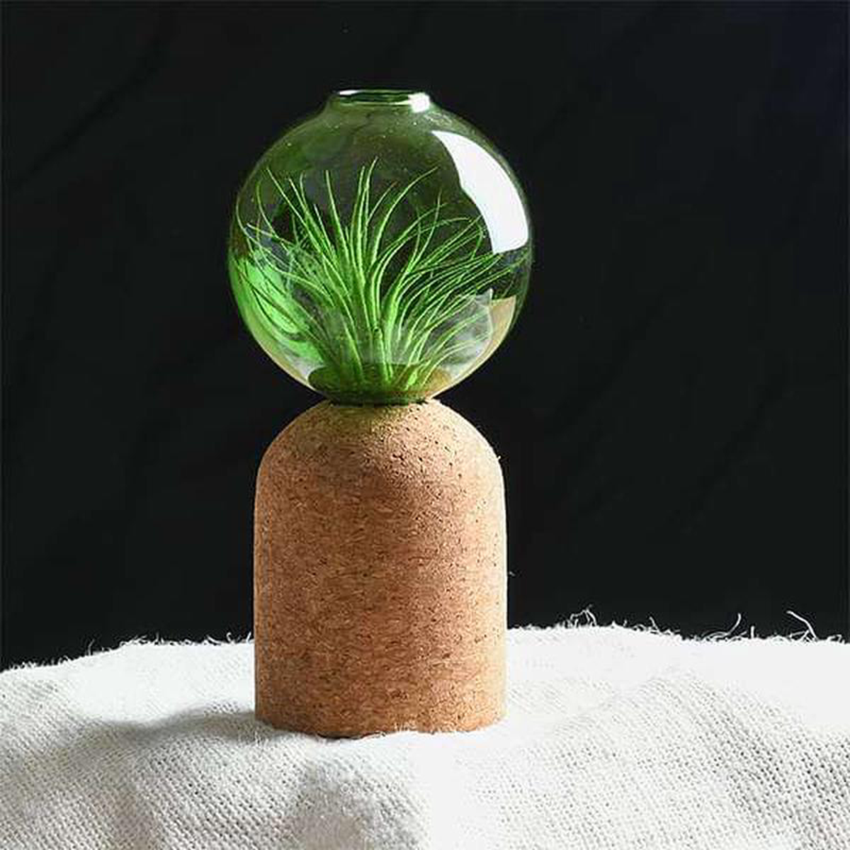 Zinn 8211 Air Plant
