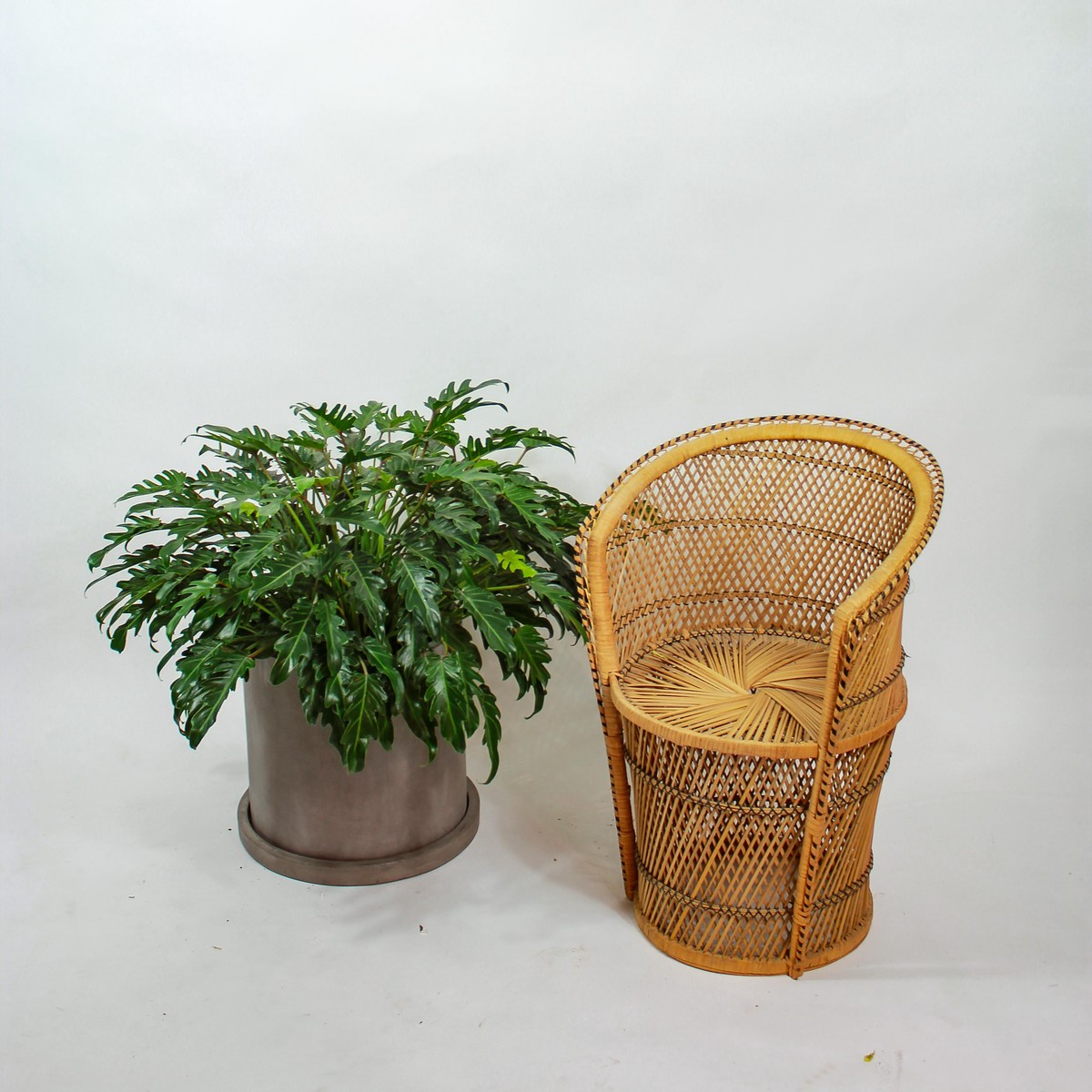 Winterbourn: Philodendron xanadu - 14 inch pot - 3 foot tall