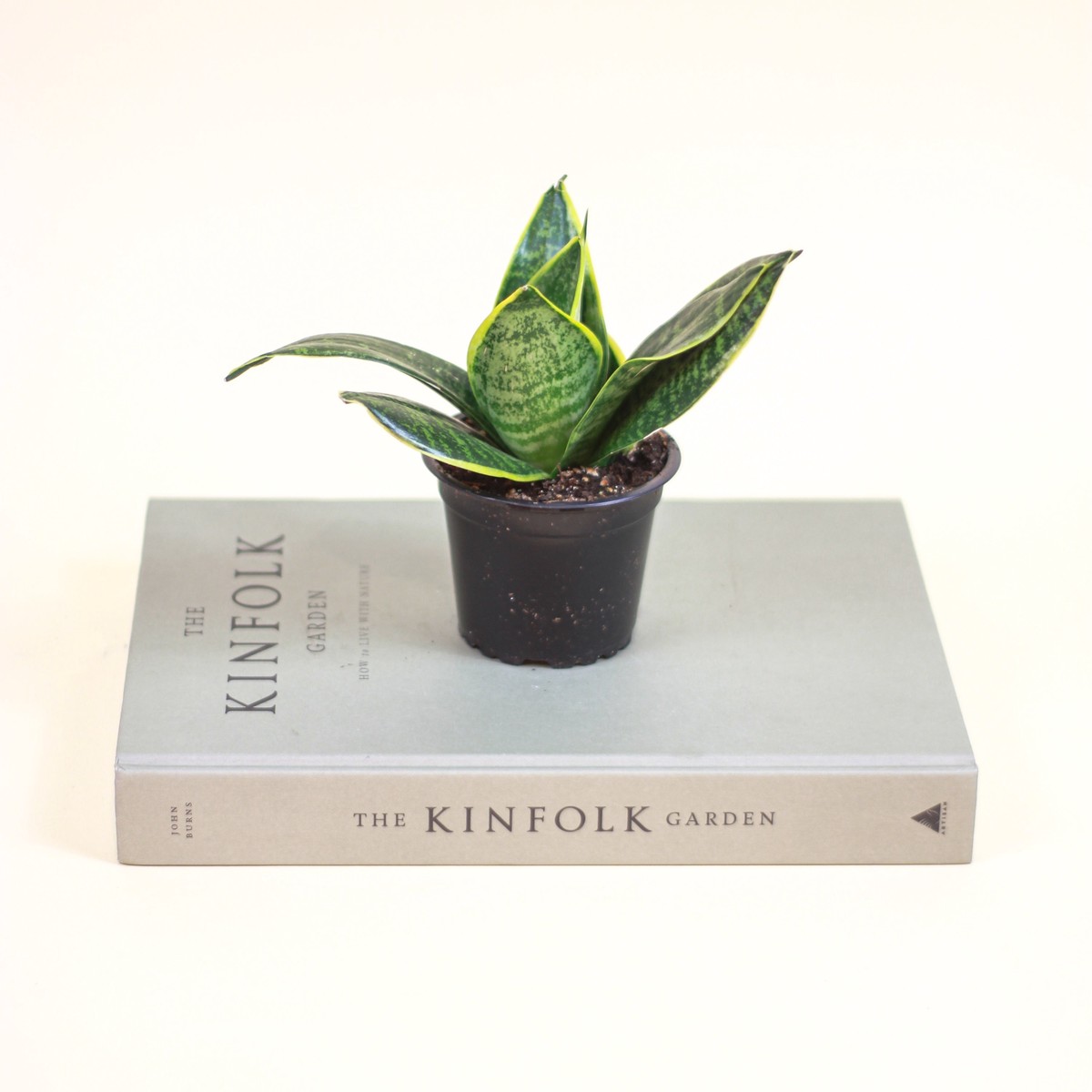 Yellow Birds Nest Snake Plant: Sansevieria hahnii 'Laurentii' - 4 inch pot