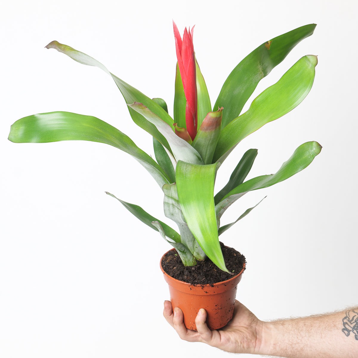 Aechmea 'Pink Flower'