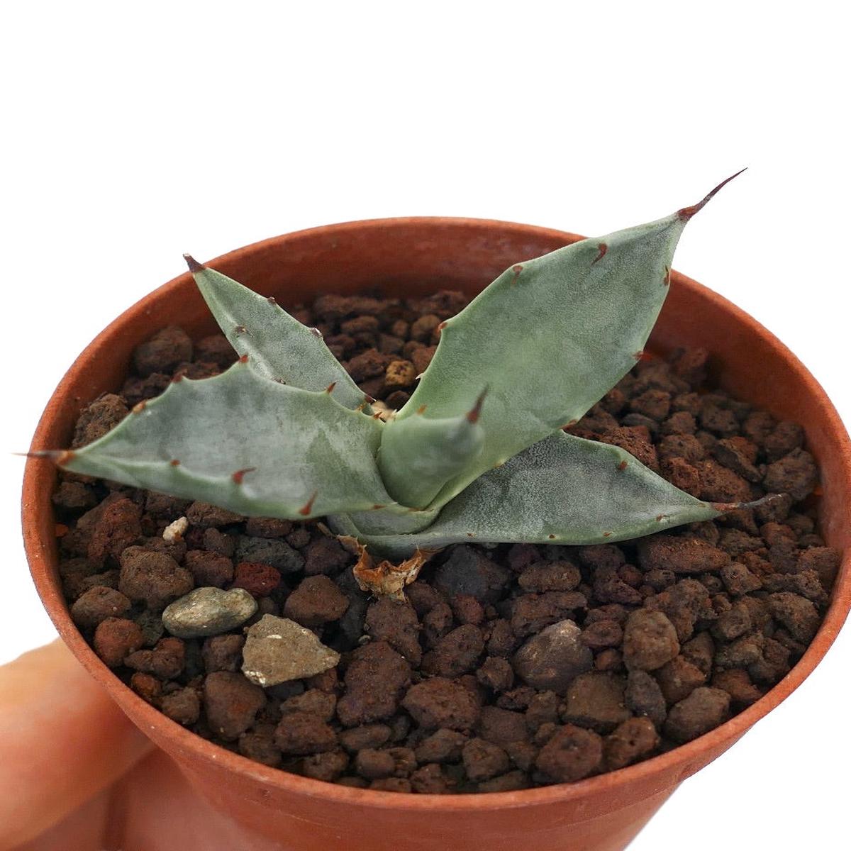 Agave colorata SELECTED C249