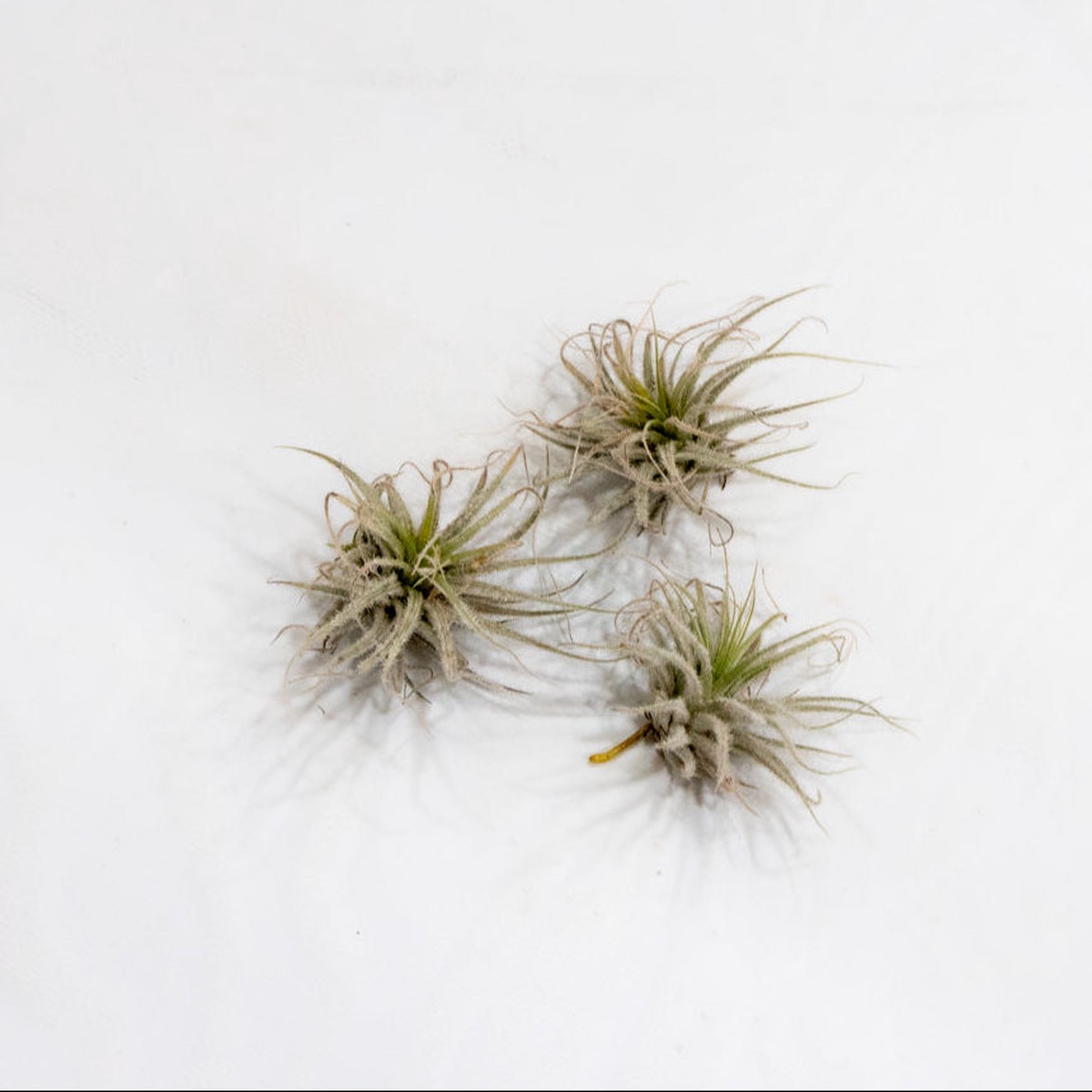 Tillandsia Tectorum Ecuador