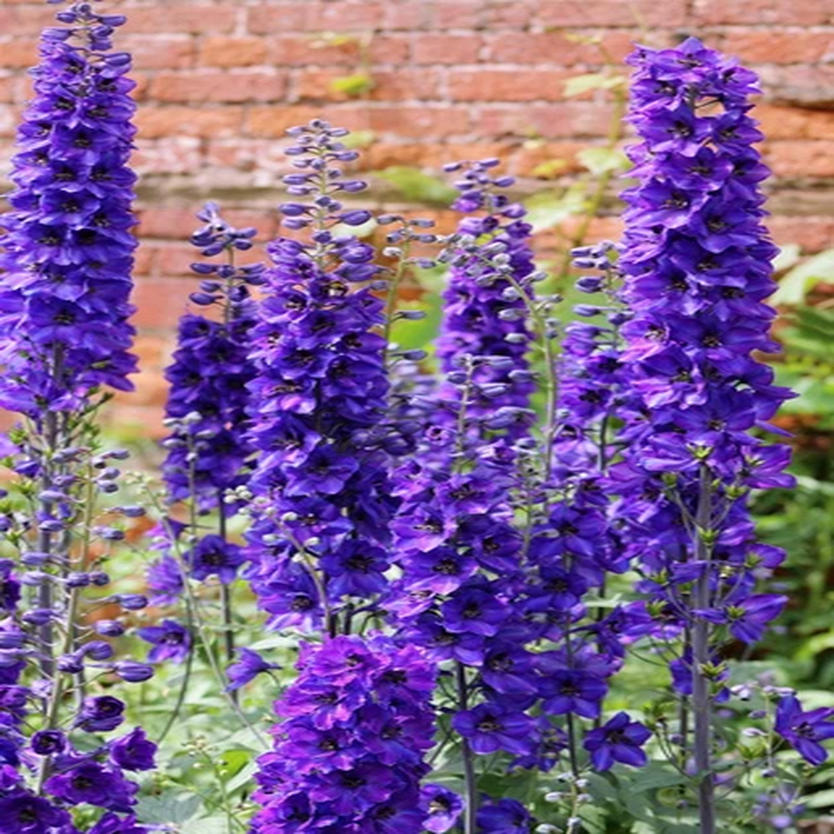 50 BLACK KNIGHT DELPHINIUM Elatum Cultorum Pacific Giant Larkspur Flower Seeds