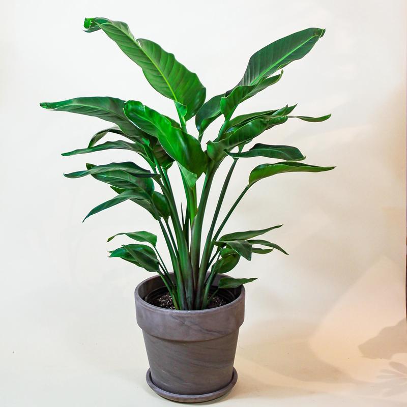White Bird of Paradise: Strelitzia nicolai - 12 inch pot - 6-7 foot tall