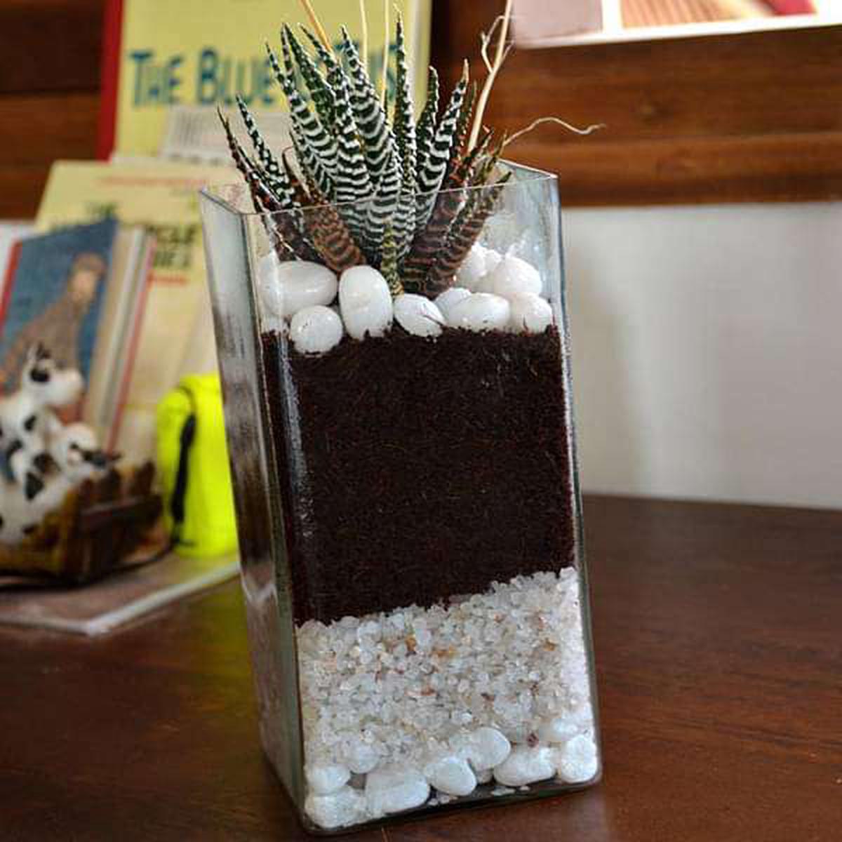 Zebra cactus in cylindrical square glass pot (9in Ht) - Default Title