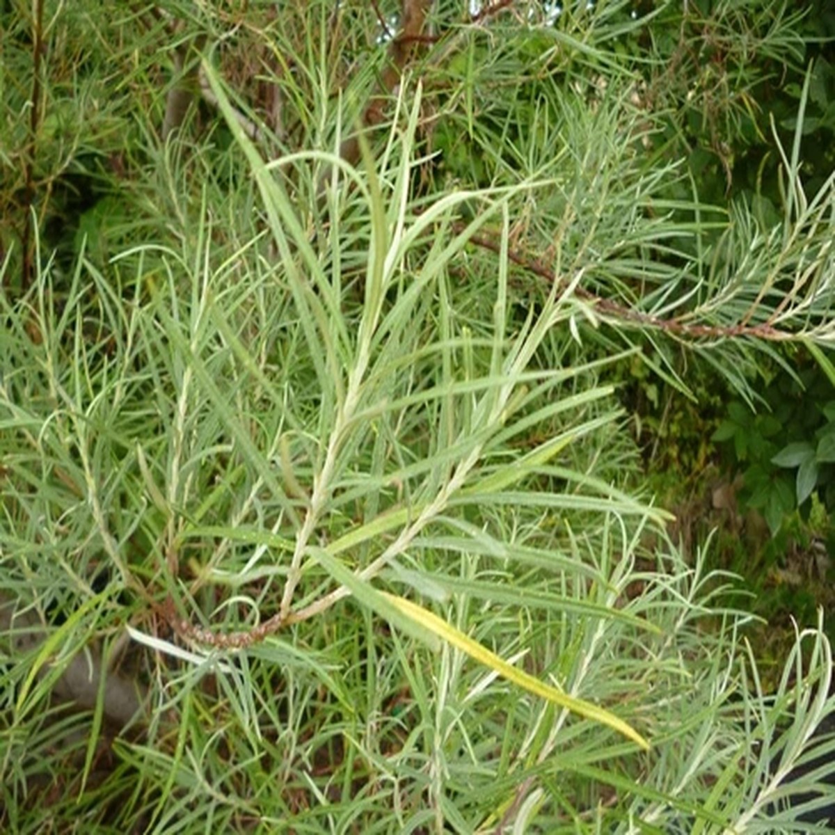 10 Rosemary Willow Tree Cuttings to Grow Attractive Landscape or Privacy Bush