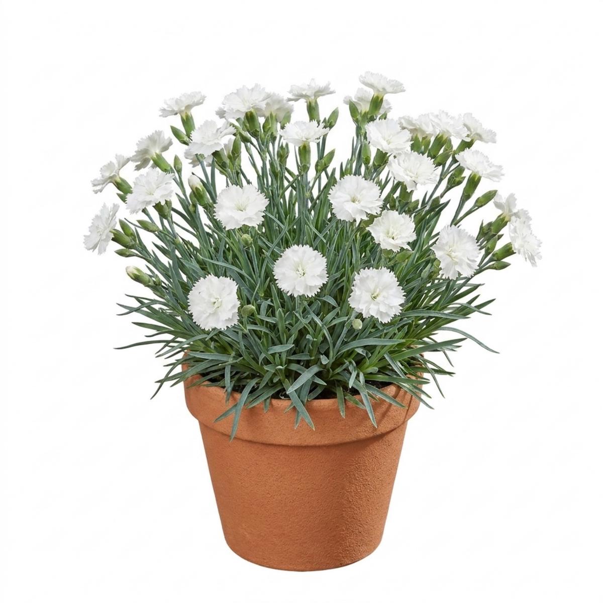 1 Cottage Pinks Dianthus Memories Plant, Hardy Perennial Summer Flowering, 2 Litre Root Ball