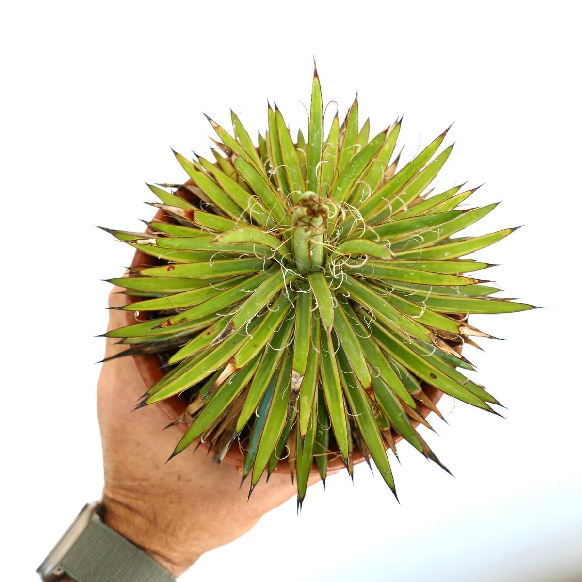 Agave filifera form stricta COMPACT VARIEGATED