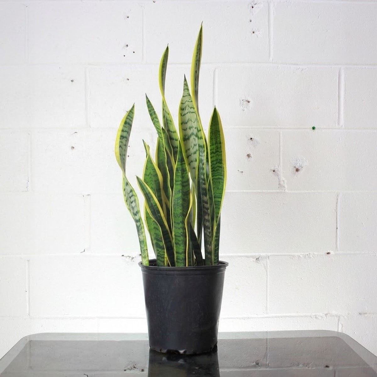 Yellow Snake Plant: Sansevieria trifasciata 'Laurentii' - 8 inch pot - 2.5-3 foot tall