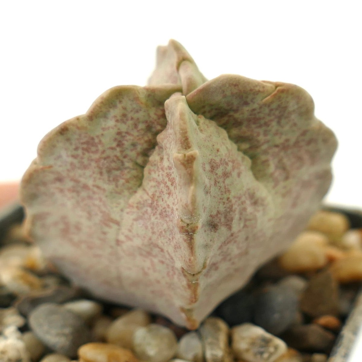 Whitesloanea crassa SEEDLING