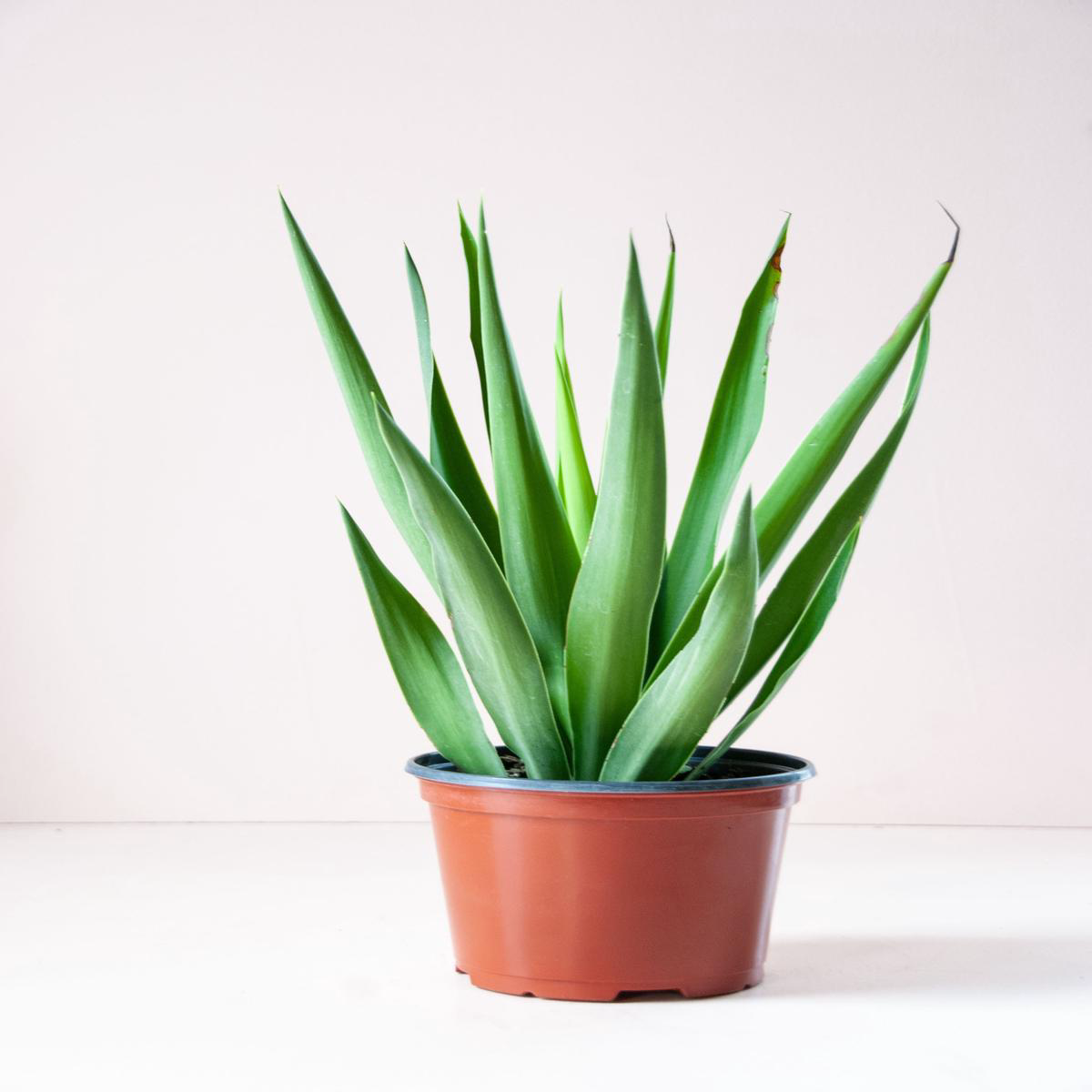 Yucca gigantea 8217Yucca Cane8217 8211 68221 Tips