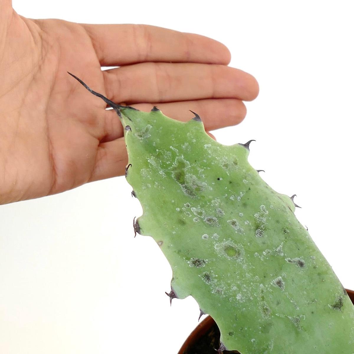 Agave ferox X cerulata