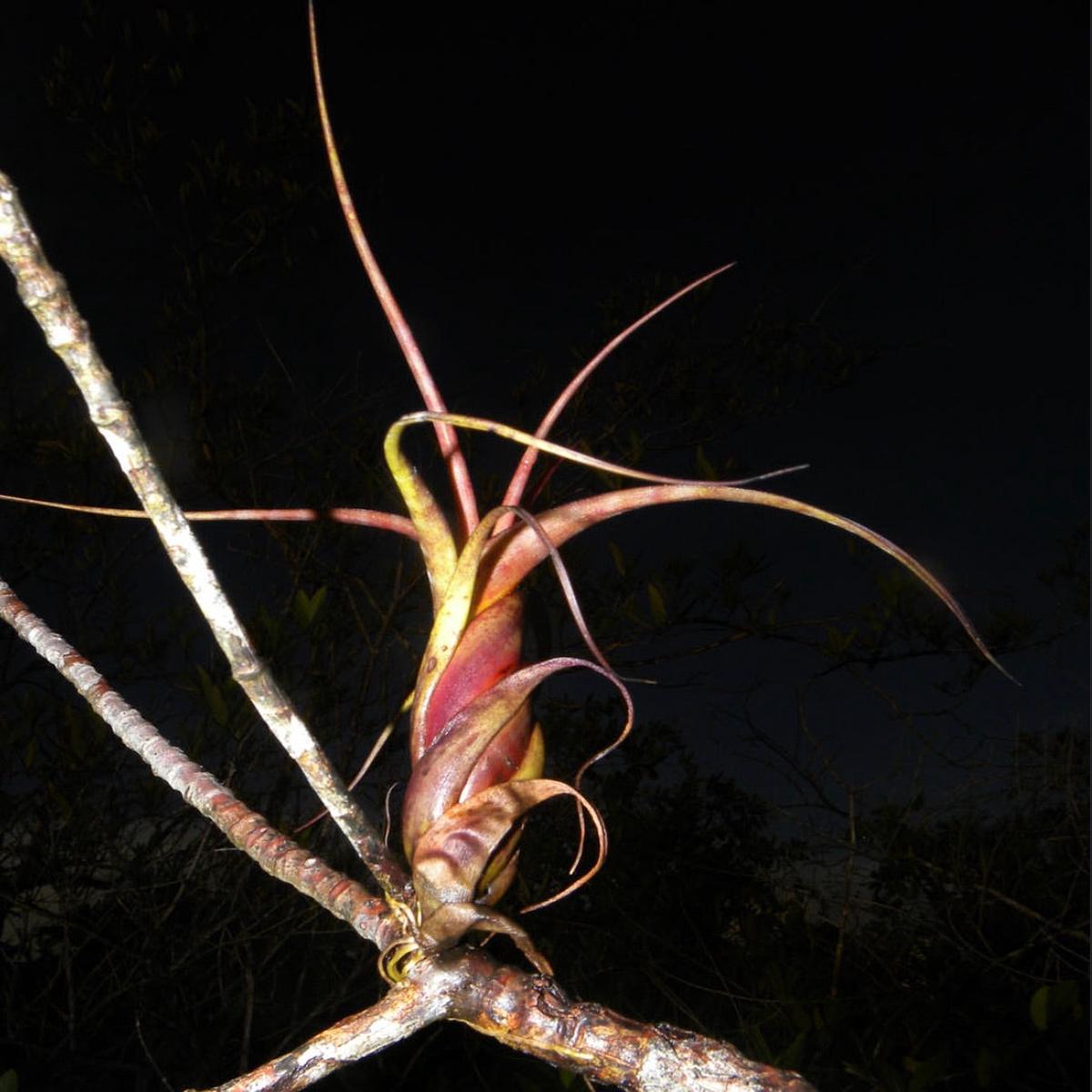 Tillandsia flexuosa