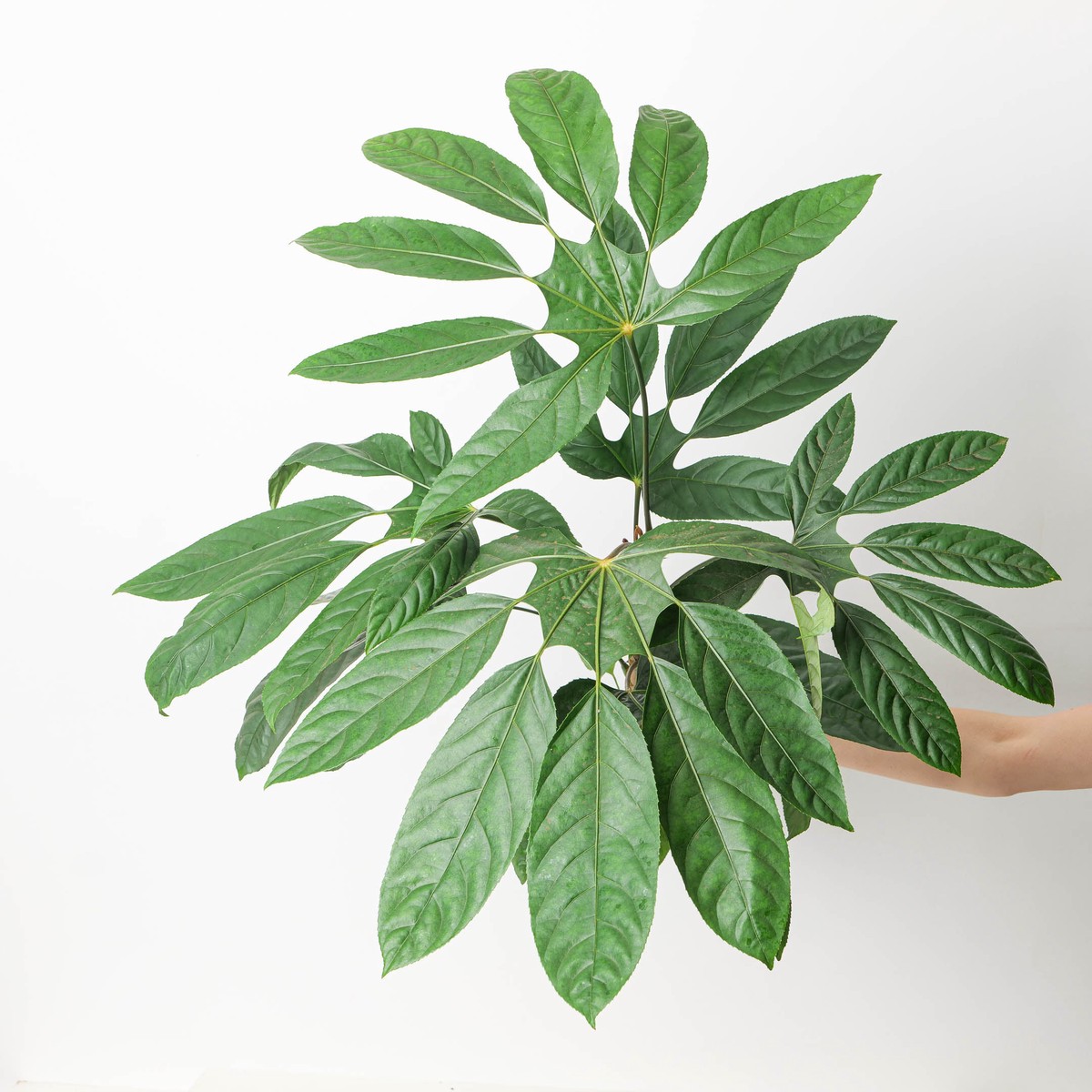 Trevesia burckii