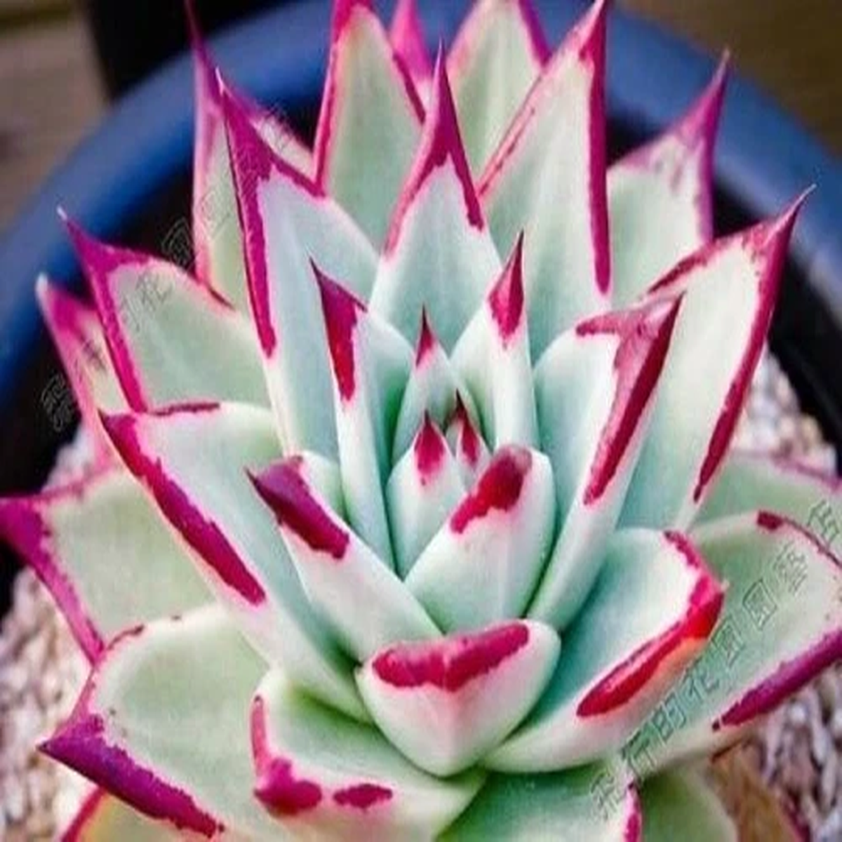 10 X Echeveria Agavoides Ebony Salitrera Seeds - Rarely Offered- Succulent Plant