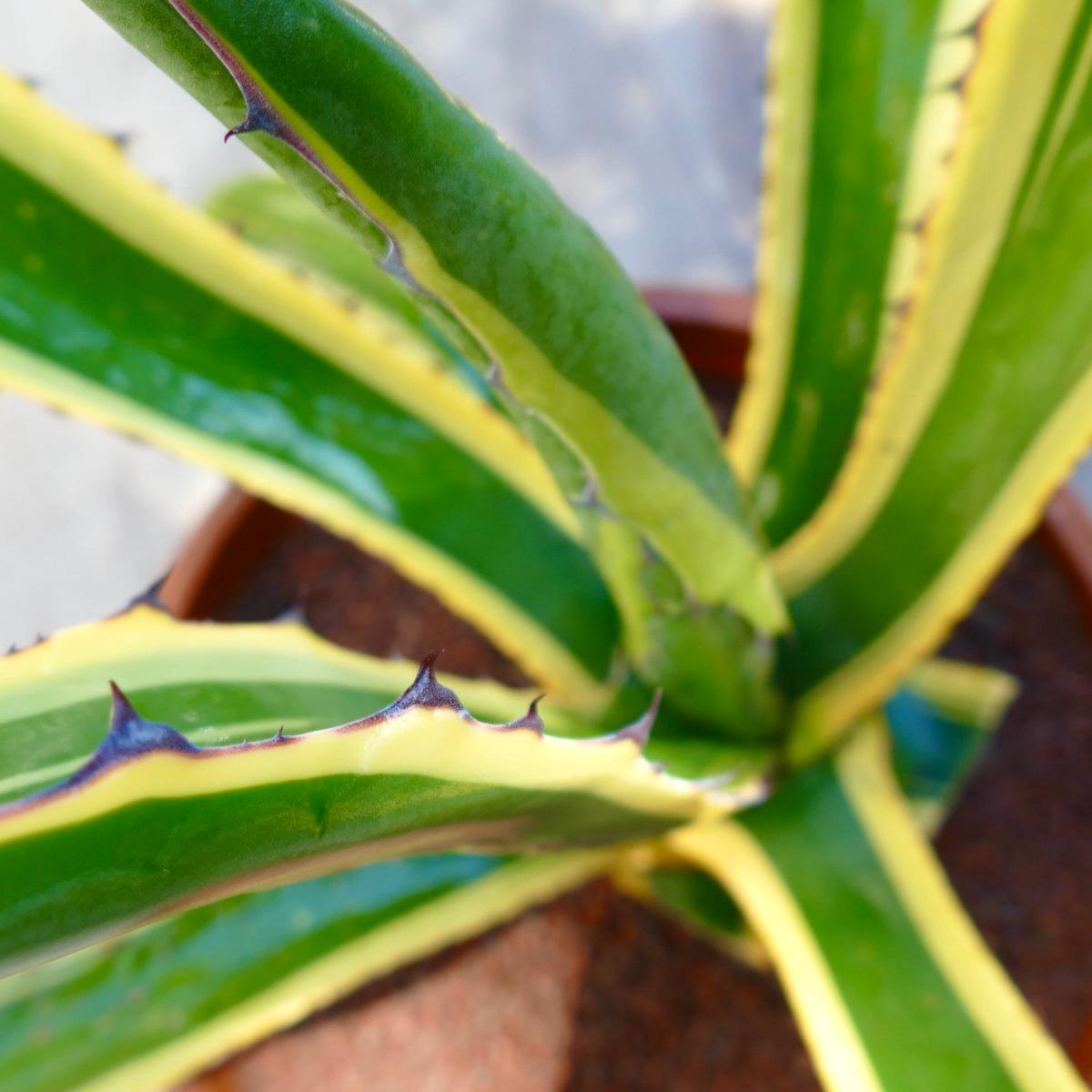 Agave asperrima VARIEGATA MARGINATA