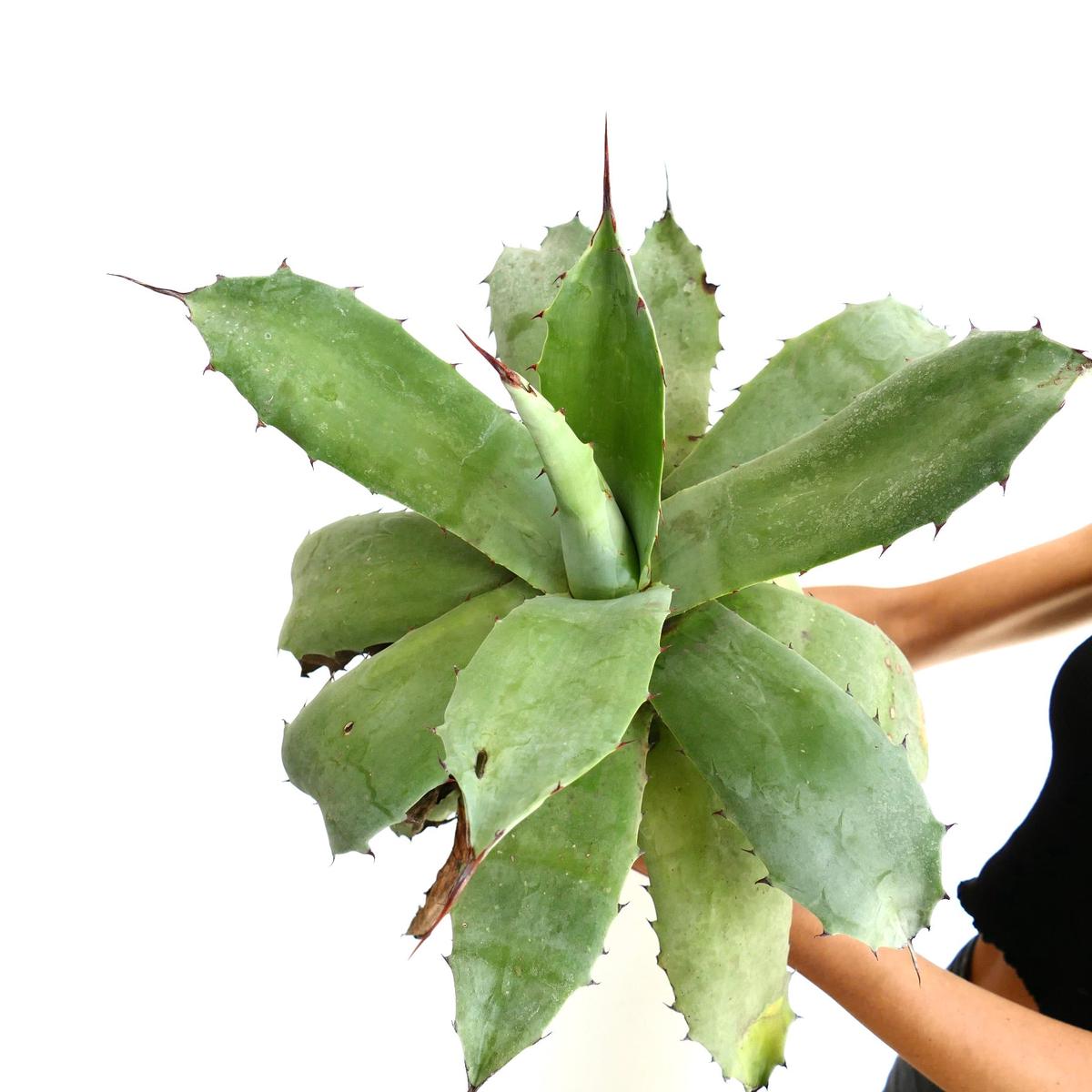 Agave ovatifolia x celsii