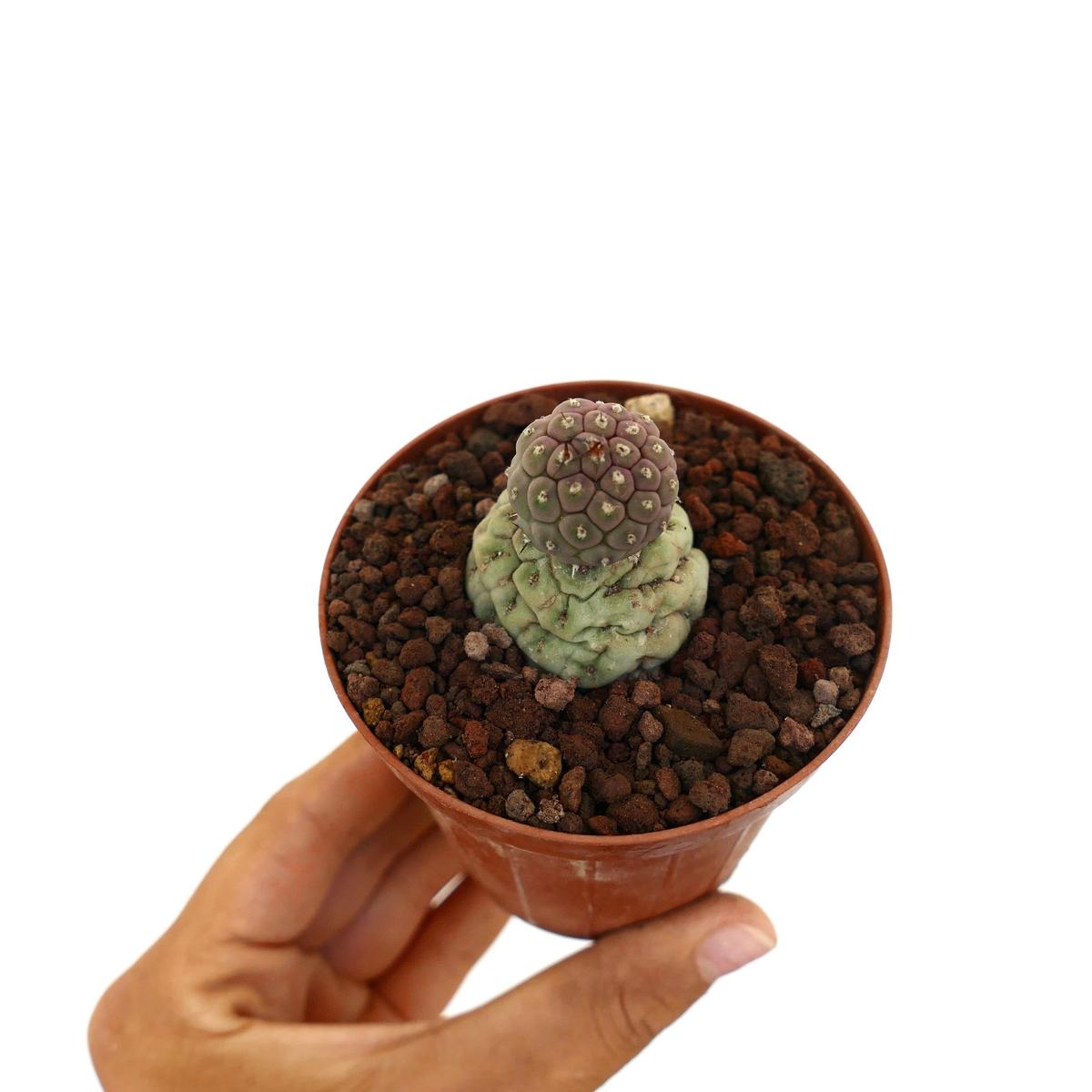 Tephrocactus geometricus TWO BALLS 435-2015