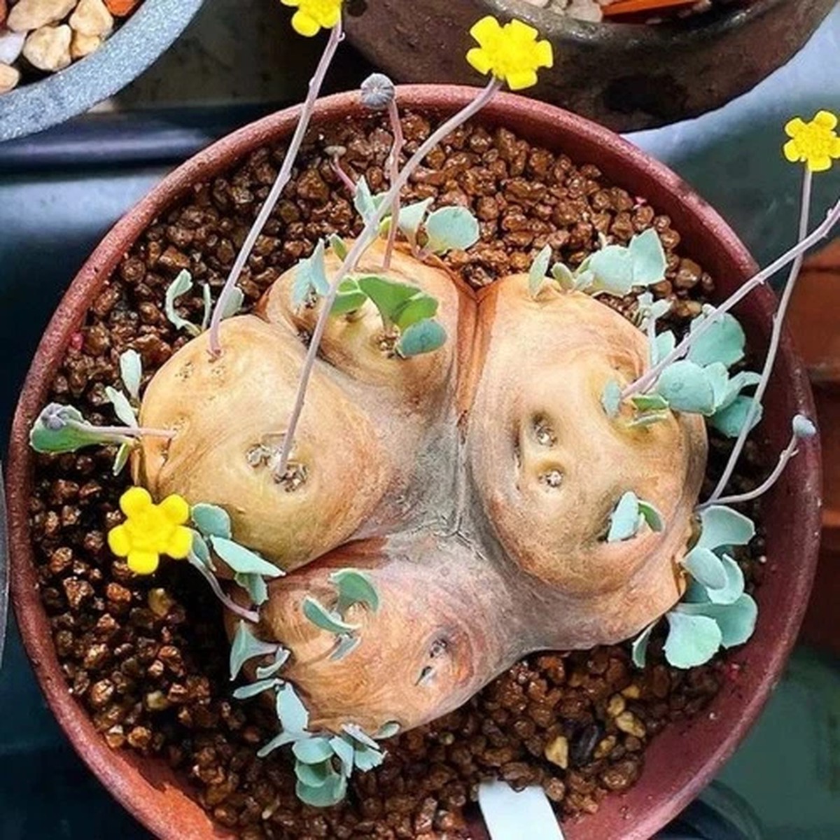 3.5-4CM Succulent Cactus Plant Oth. CacalioidesMulti-HeadsAsteraceae Beautiful