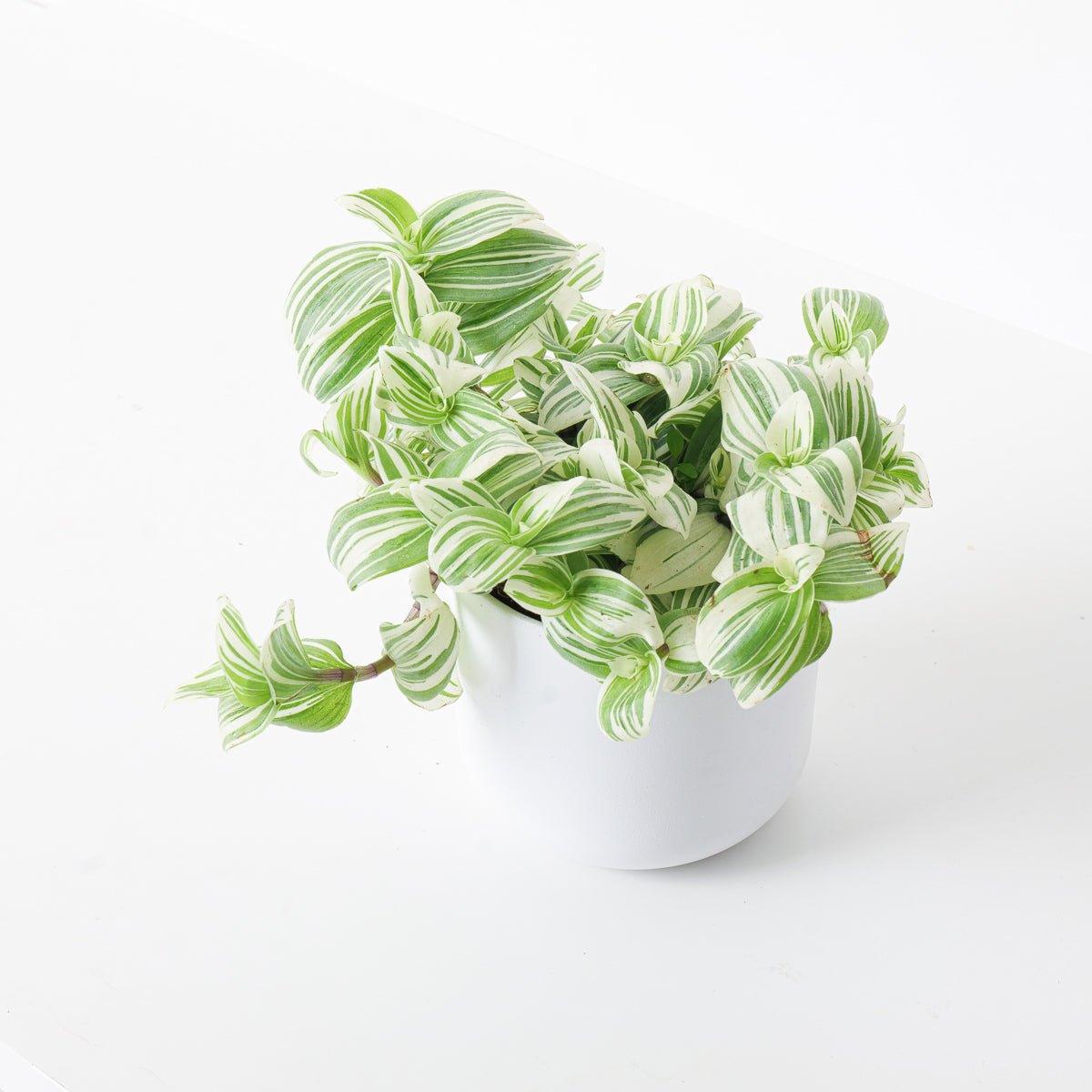 Tradescantia Brightness