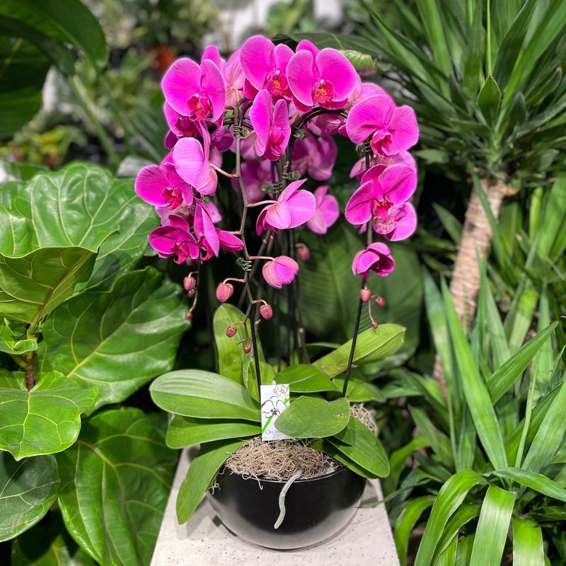 Waterfall Royale Orchids: Phalaenopsis - 10 inch pot - 1 foot tall