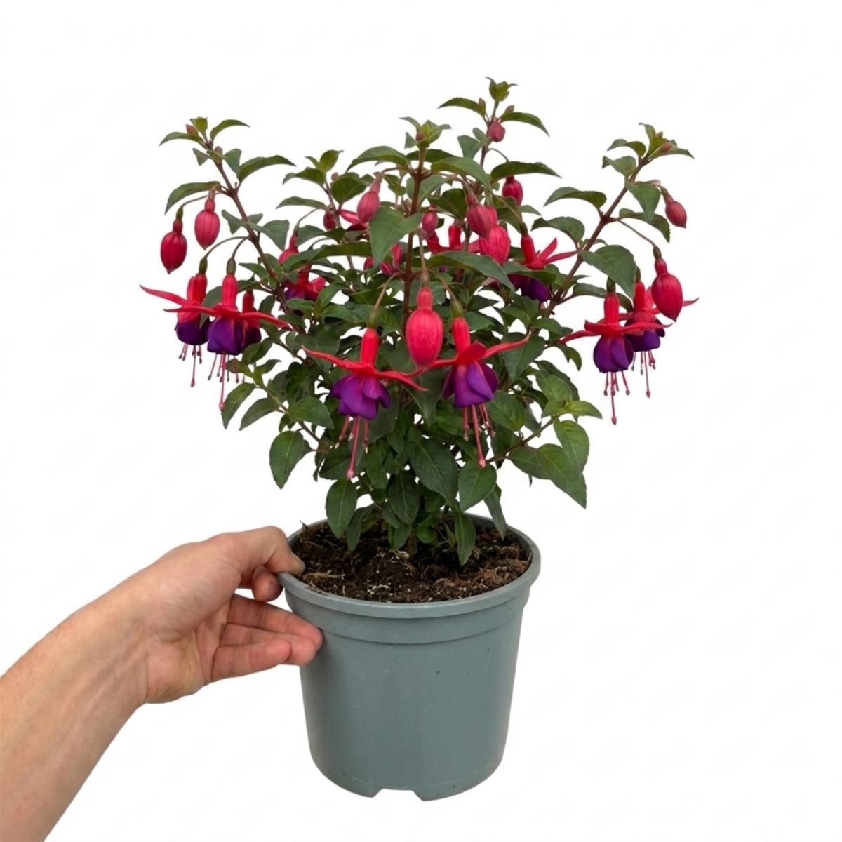1 Fuchsia Beacon Hardy Perennial Plant, Summer Flowering, Outdoor Garden Ready, 3 Litre Root Ball