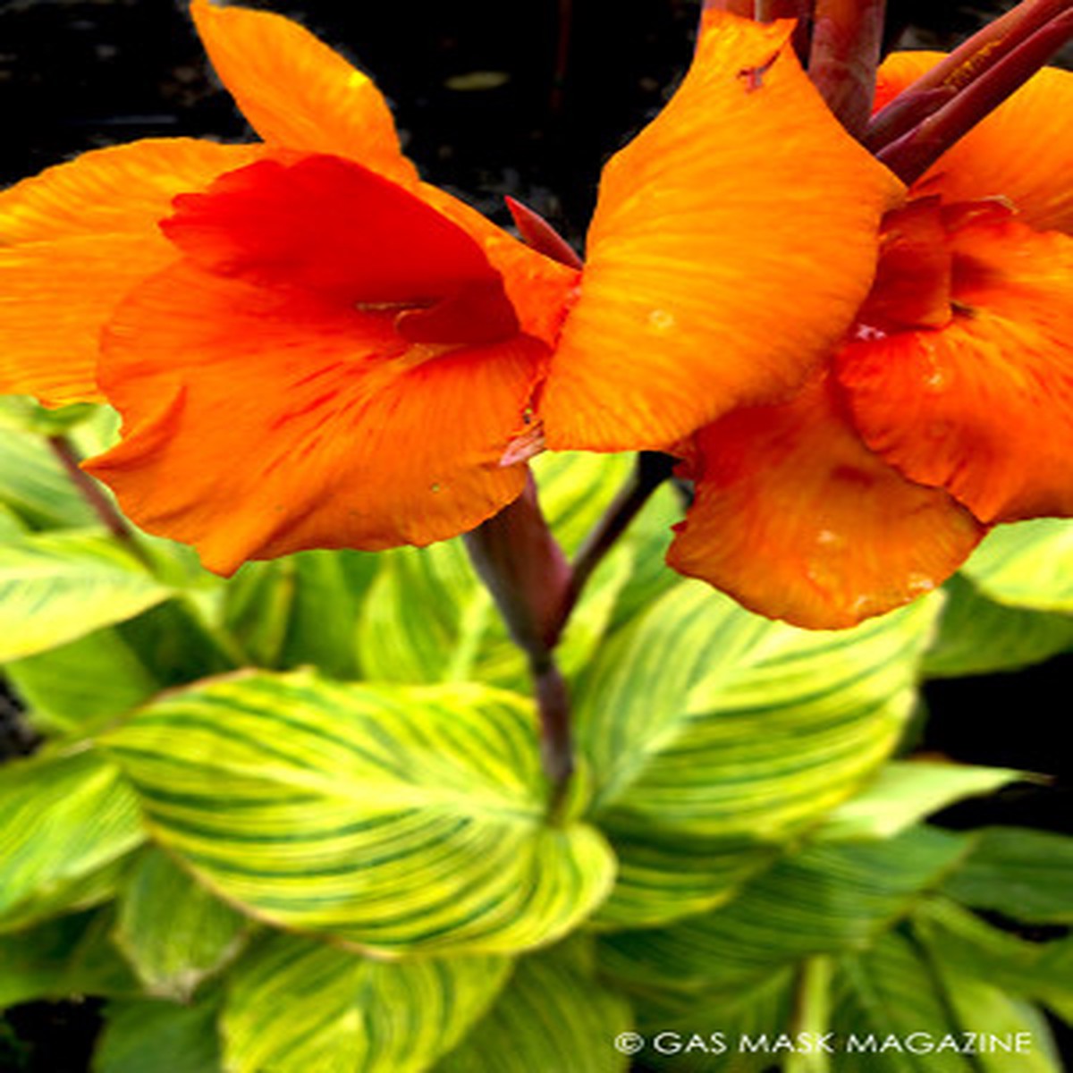 3 Bare Root Plants Pretoria Canna Lily Bengal Tiger Ready to Plant, Tropical Beauty