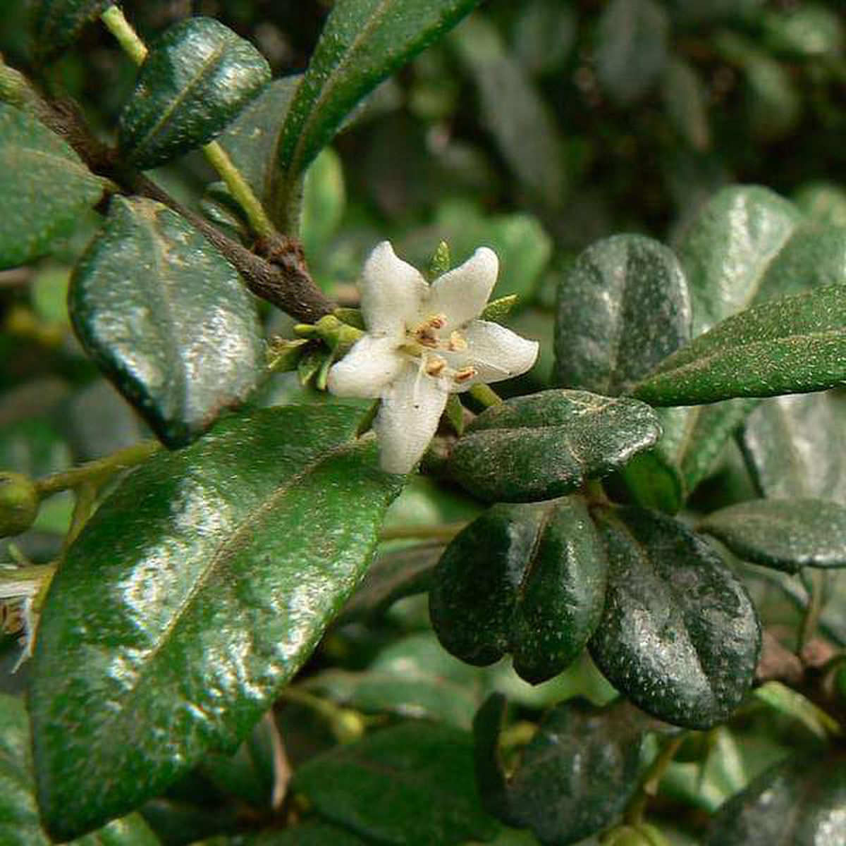 Wax Malpighia Ehretia microphylla (White) 8211 Plant