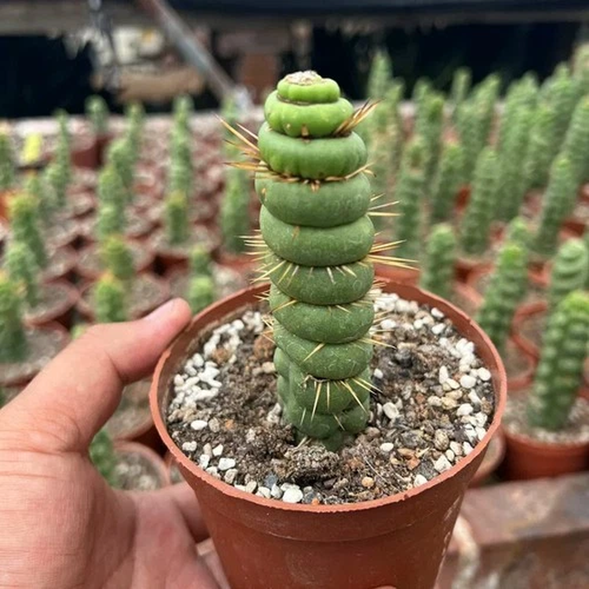 10CM Succulent Cactus Plant Eulychnia Castanea fa. Varispiralis Cactaceae Plant