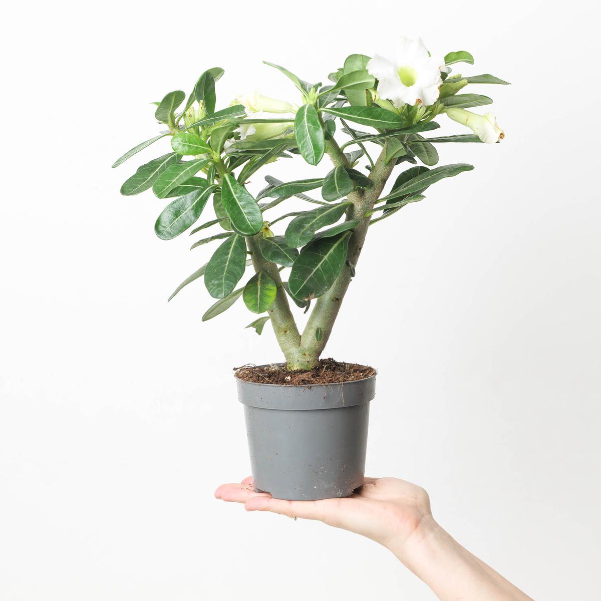 Adenium Obesum 'White'