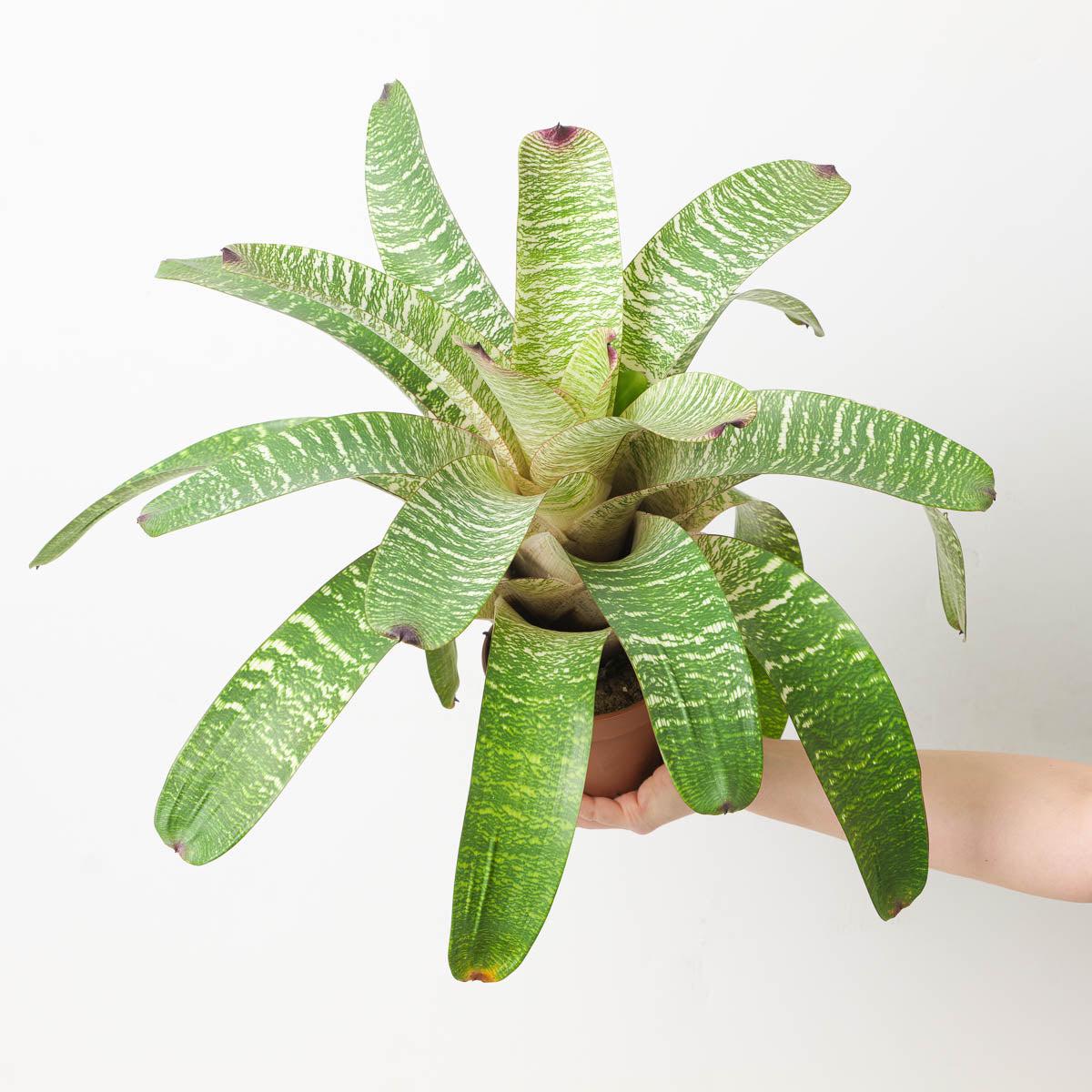 Vriesea sp. 14