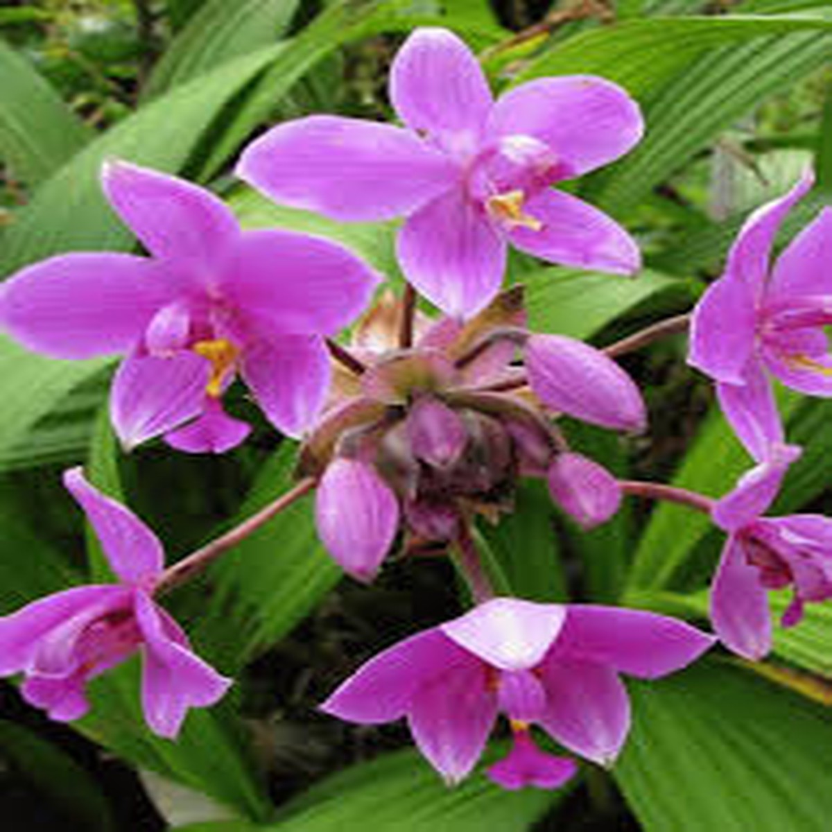 1 Spathoglottis plicata Purple Yellow Ground Orchid Live Plant in 4 Pot Tropical Flowering Orchid