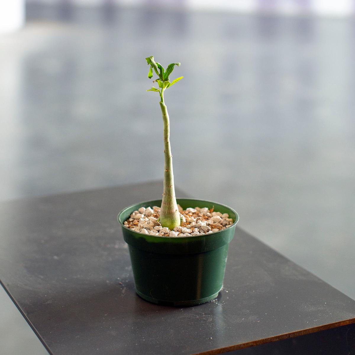Adenia venenata - 4"
