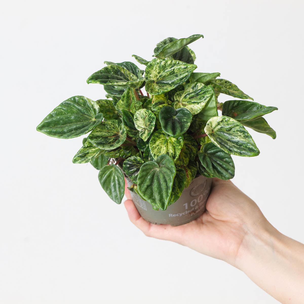 Peperomia caperata 'Buenos Aires'