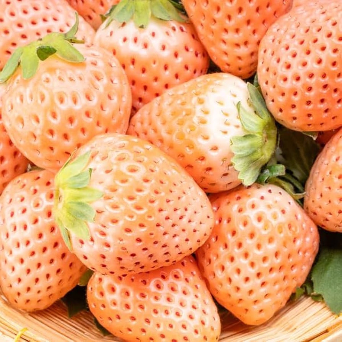 10 Bare Root Pineapple Strawberry Plants Fragaria ananassa, Unique White Strawberries