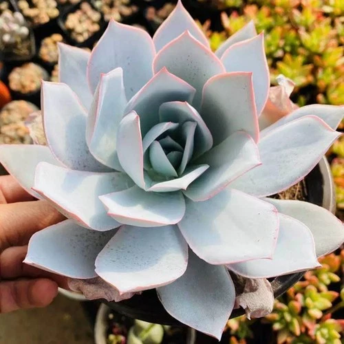 10CM Succulent Plant Echeveria Cante Glass&Mendoza-Garcia Crassulaceae Beautiful