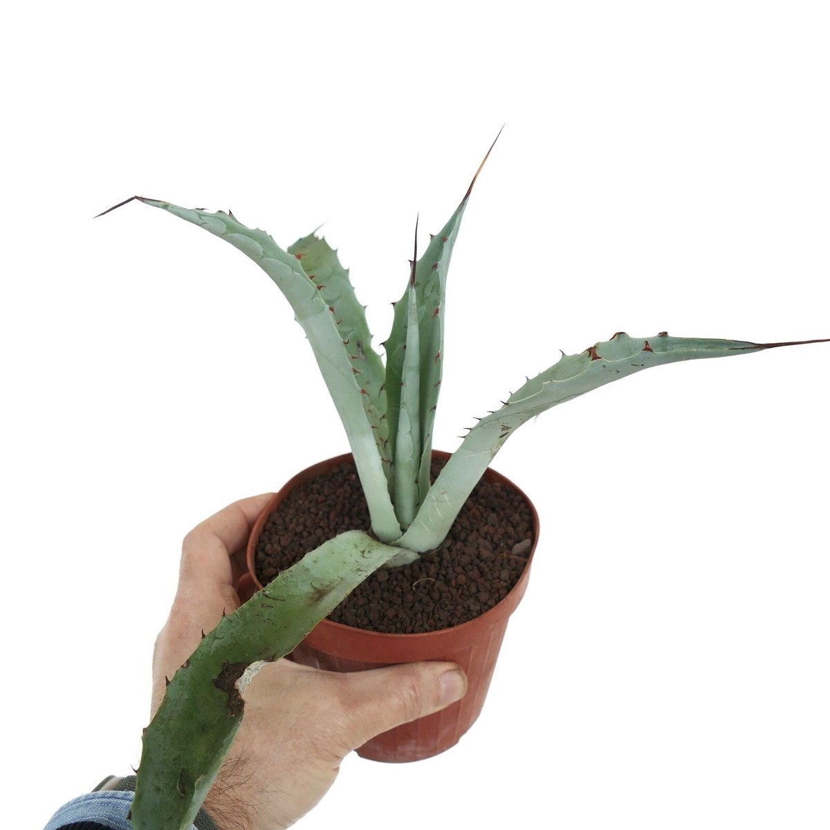 Agave macroacantha X eborispina