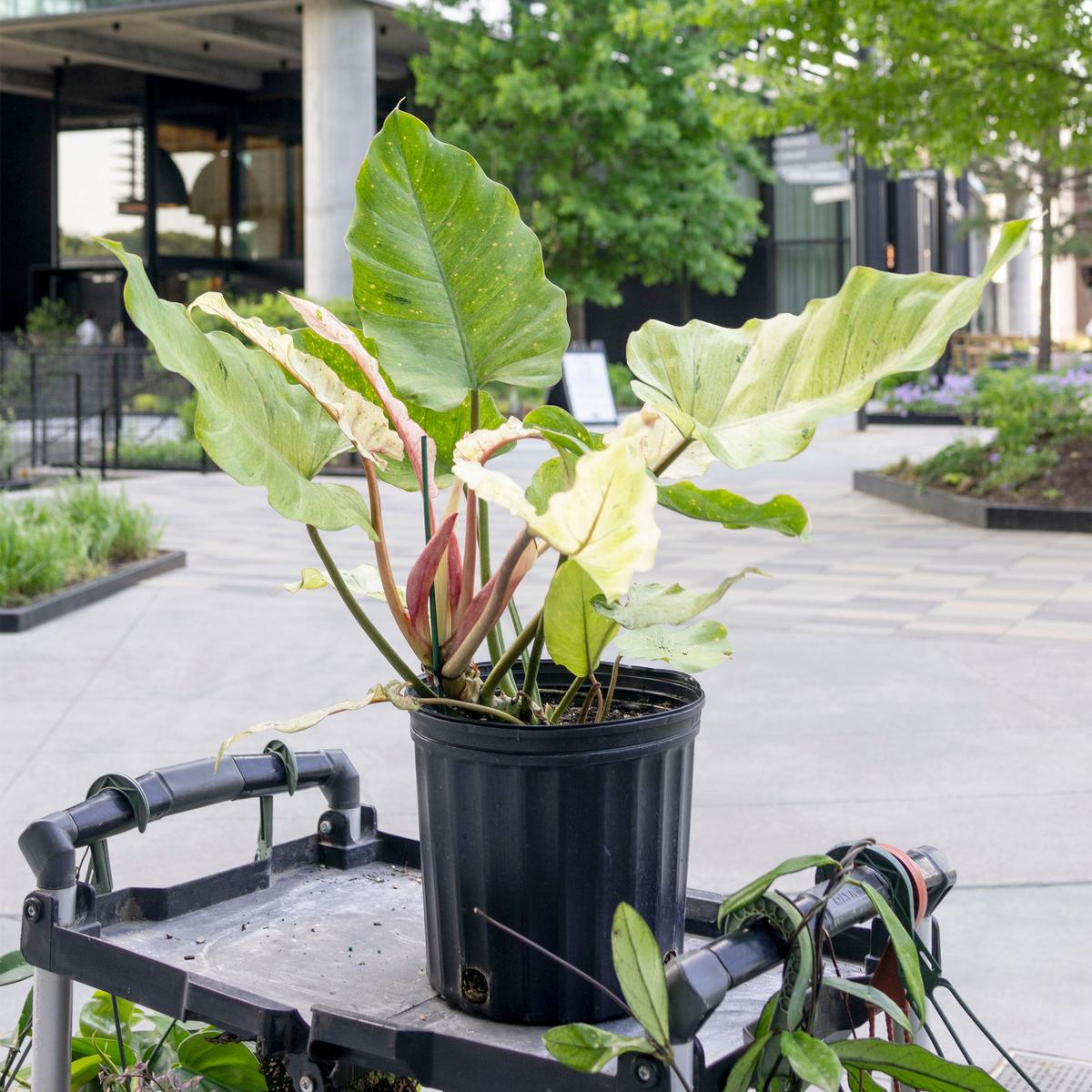 Philodendron 'Snowdrift'
